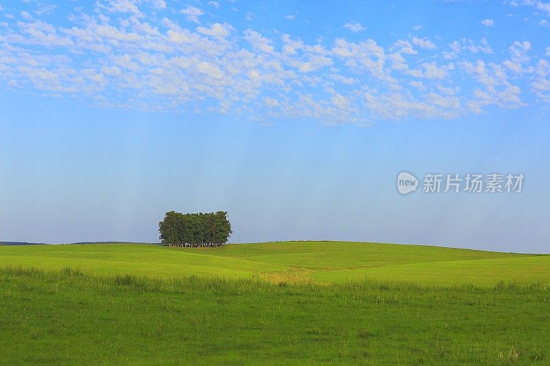 树木和绿色的Pampa Gaúcho田野在蓝天